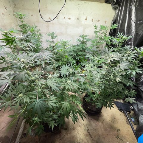 Unknown strain growlog timeline photo