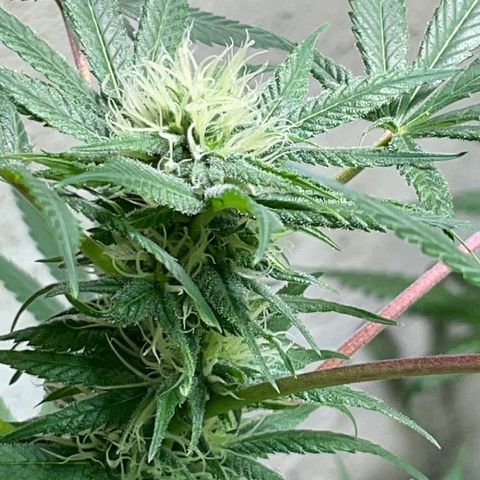 Unknown strain growlog timeline photo