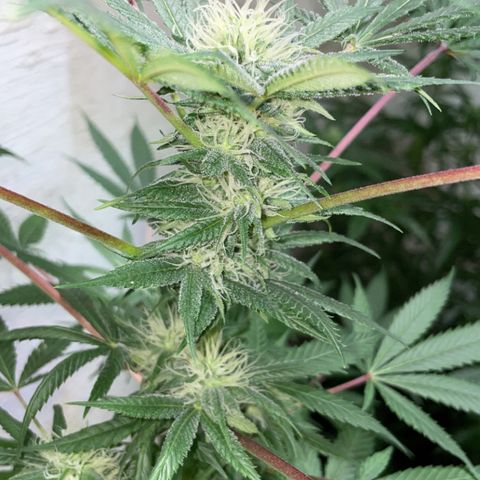 Unknown strain growlog timeline photo