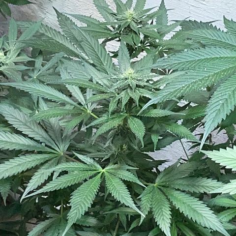 Unknown strain growlog timeline photo