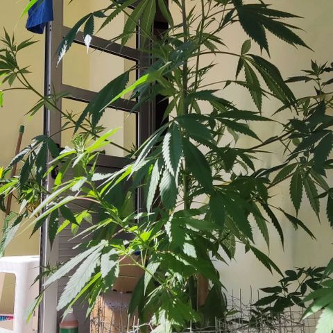 La Diazepam growlog timeline photo