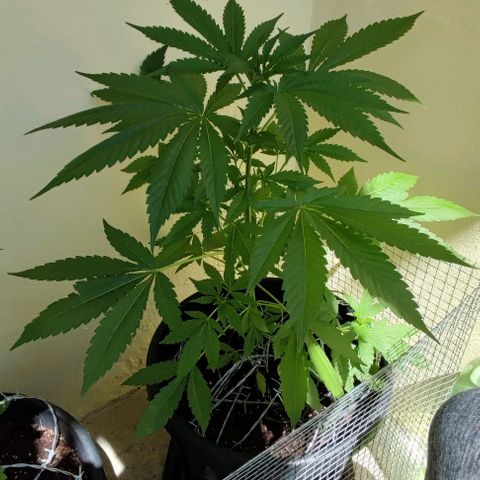 Widonesia 1.0 growlog timeline photo