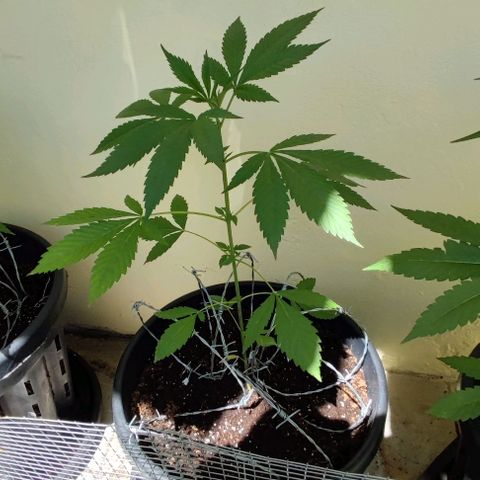 Widonesia 2.0 growlog timeline photo