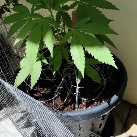 Widonesia 3.0 growlog timeline photo