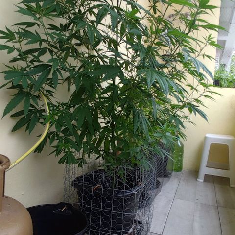 La Diazepam growlog timeline photo