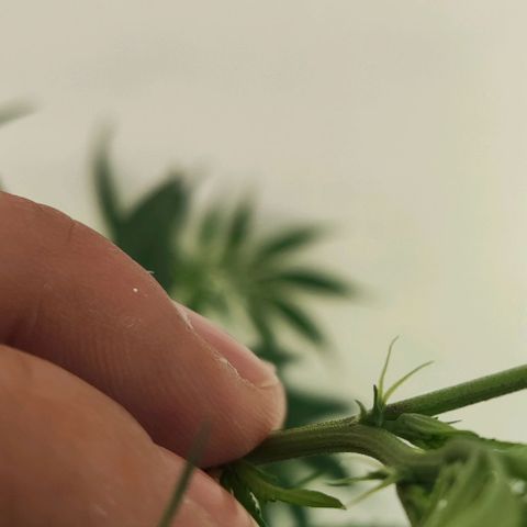 La Diazepam growlog photo: Comenzaron a formarse las preflores femeninas, es hembra !!! ✌🏻✌🏻