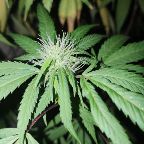 La Diazepam growlog photo: Arrancando las flores ❤️