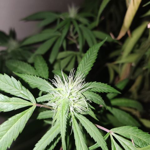 La Diazepam growlog photo: Arrancando las flores ❤️