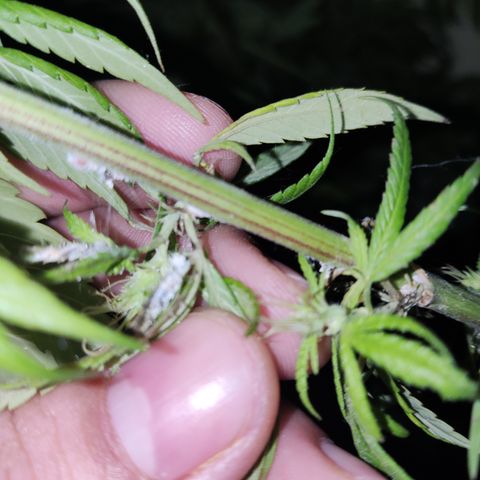 La Diazepam growlog timeline photo