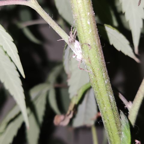 La Diazepam growlog timeline photo