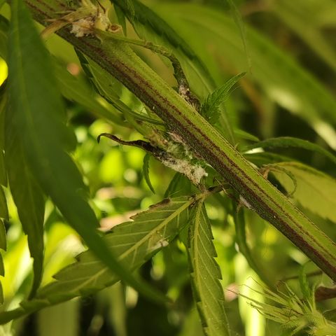 La Diazepam growlog timeline photo