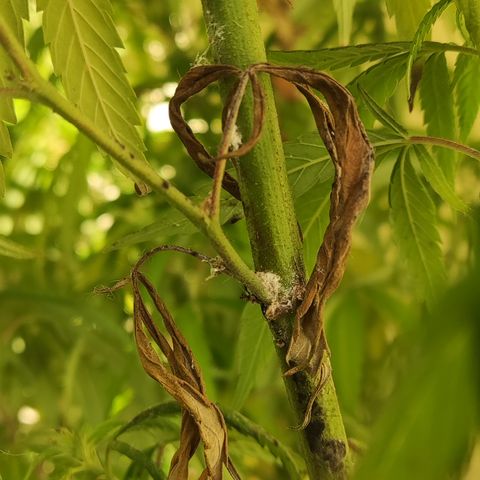 La Diazepam growlog timeline photo