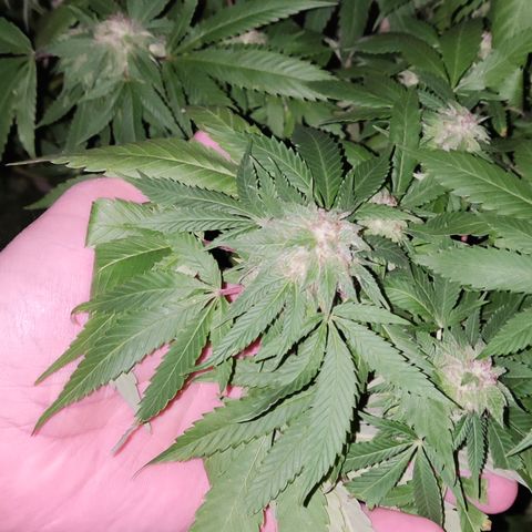 Widonesia 3.0 growlog photo: Las flores de las nenas.
3 widonesia
1 raza random