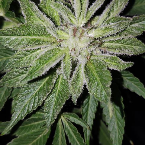 Widonesia 3.0 growlog photo: Las flores de las nenas.
3 widonesia
1 raza random