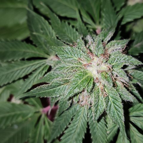 Widonesia 3.0 growlog photo: Las flores de las nenas.
3 widonesia
1 raza random