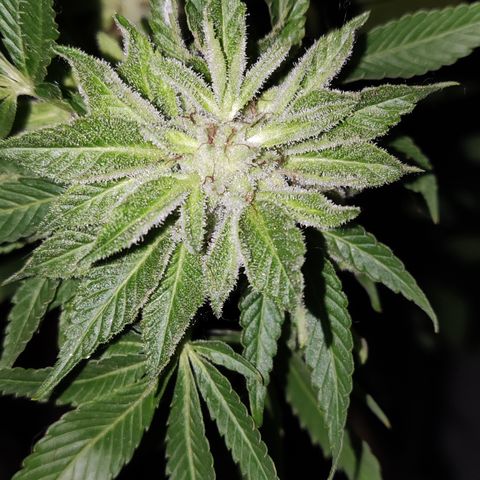 Widonesia 3.0 growlog photo: Las flores de las nenas.
3 widonesia
1 raza random