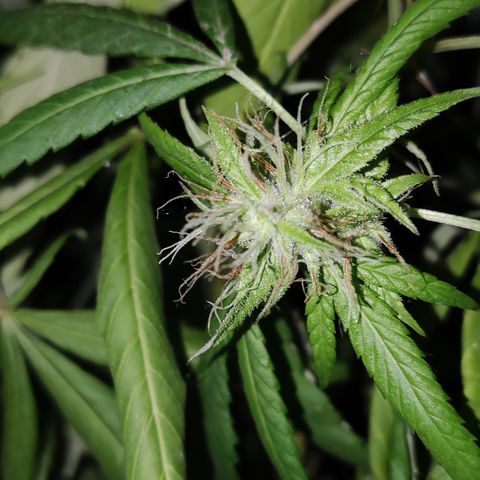 Widonesia 3.0 growlog photo: Las flores de las nenas.
3 widonesia
1 raza random