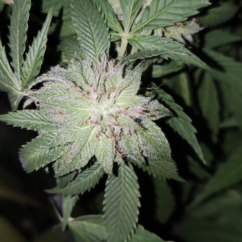 Widonesia 3.0 growlog photo: Las flores de las nenas.
3 widonesia
1 raza random