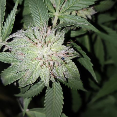 Widonesia 3.0 growlog photo: Las flores de las nenas.
3 widonesia
1 raza random
