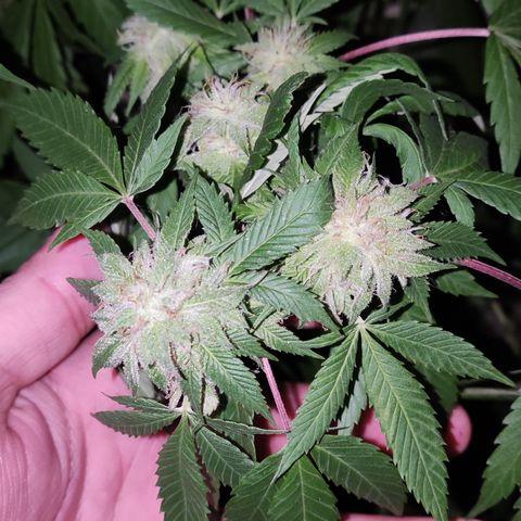 Widonesia 3.0 growlog photo: Las flores de las nenas.
3 widonesia
1 raza random