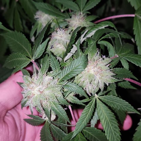 Widonesia 3.0 growlog photo: Las flores de las nenas.
3 widonesia
1 raza random