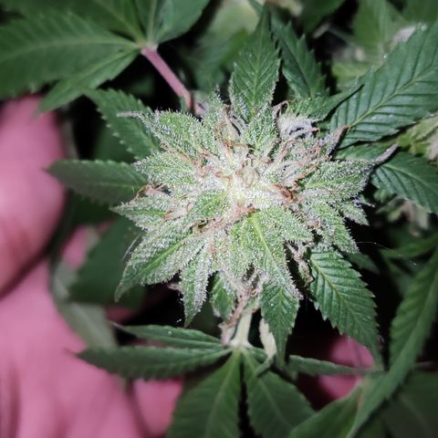 Widonesia 3.0 growlog photo: Las flores de las nenas.
3 widonesia
1 raza random