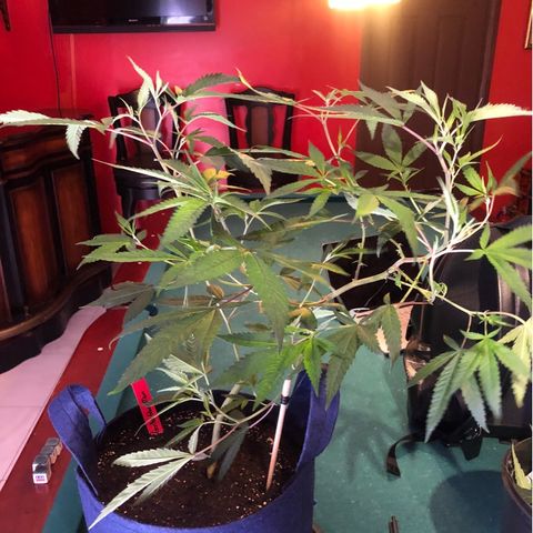 Gorilla Glue Clone  growlog photo: Trimmed and prepped for trellis 