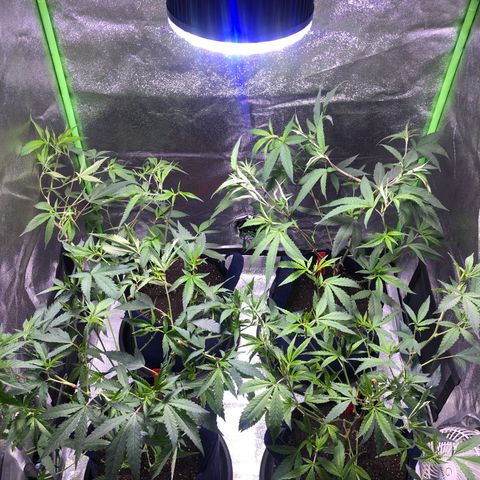 Gorilla Glue Clone  growlog timeline photo