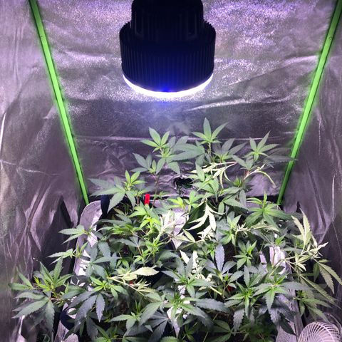 Gorilla Glue Clone  growlog timeline photo