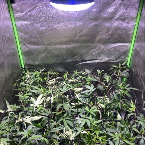 Gorilla Glue Clone  growlog timeline photo