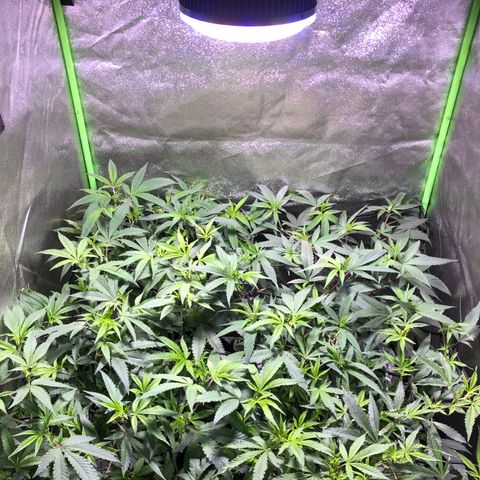 Gorilla Glue Clone  growlog timeline photo