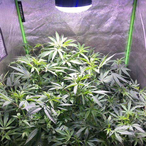 Gorilla Glue Clone  growlog photo: Day before flower 