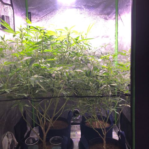Gorilla Glue Clone  growlog photo: Day before flower/ clones cut 