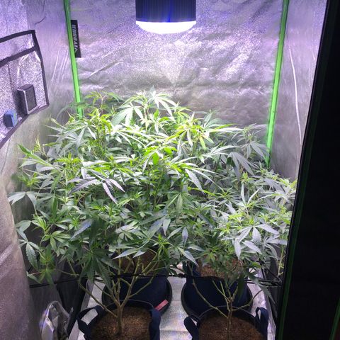Gorilla Glue Clone  growlog photo: Defoliation bellow trellis 