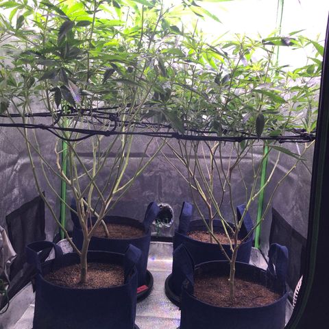 Gorilla Glue Clone  growlog timeline photo
