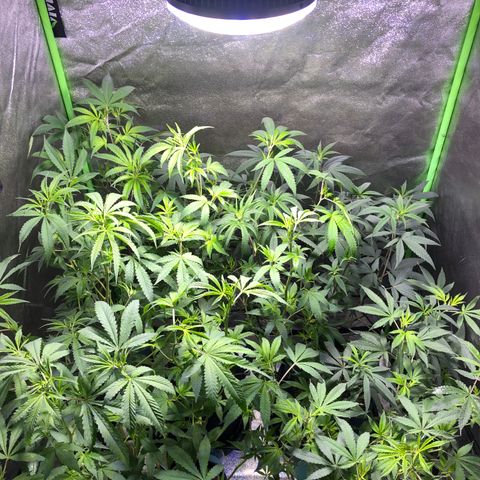 Gorilla Glue Clone  growlog photo: First defoliation - Day 1 of flower 