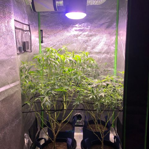Gorilla Glue Clone  growlog photo: Day 1 of flower - First defol