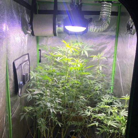 Gorilla Glue Clone  growlog timeline photo