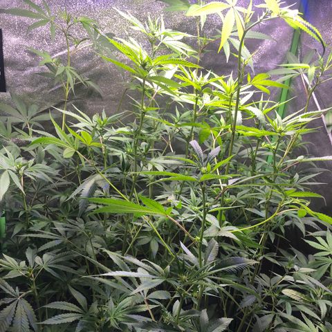 Gorilla Glue Clone  growlog timeline photo