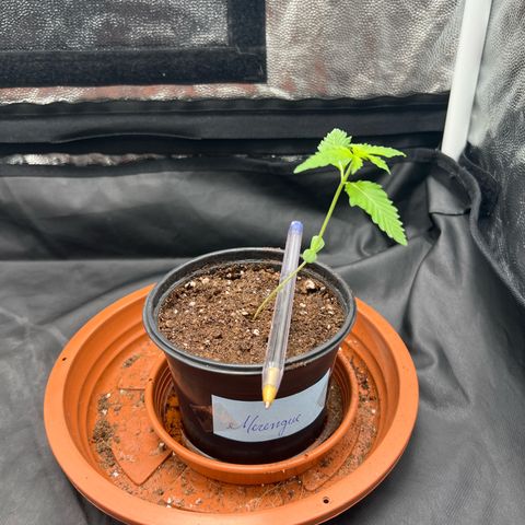 Merengue 2 growlog timeline photo