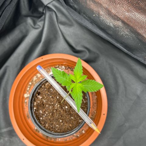 Merengue 2 growlog timeline photo
