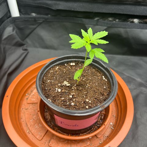 Brinde growlog timeline photo