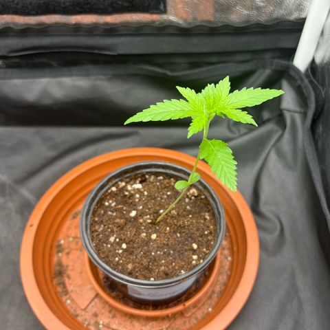 Merengue 2 growlog timeline photo