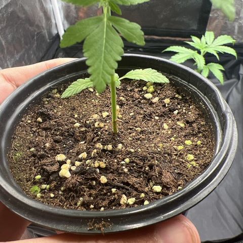 Brinde growlog timeline photo