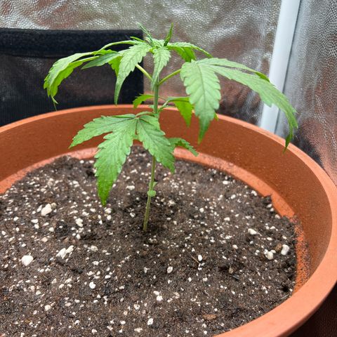 Merengue 2 growlog timeline photo
