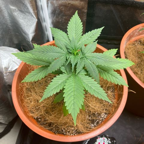 Brinde growlog timeline photo
