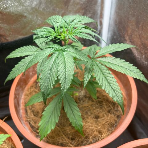 Merengue 2 growlog timeline photo