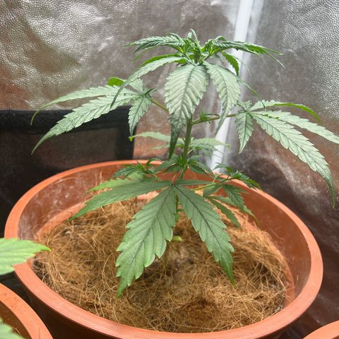 Merengue 2 growlog timeline photo