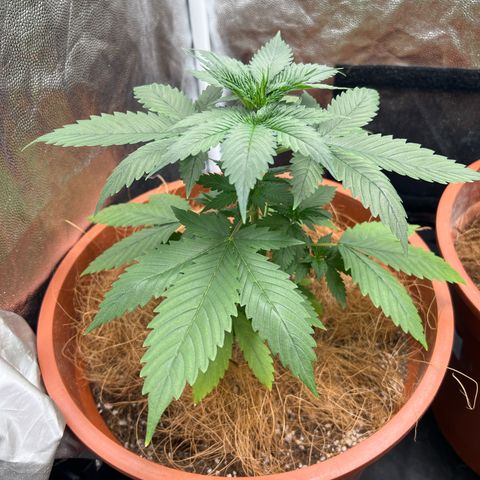 Brinde growlog timeline photo