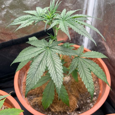 Merengue 2 growlog timeline photo